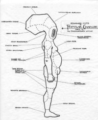 Standard Cuts of Popular Charlie